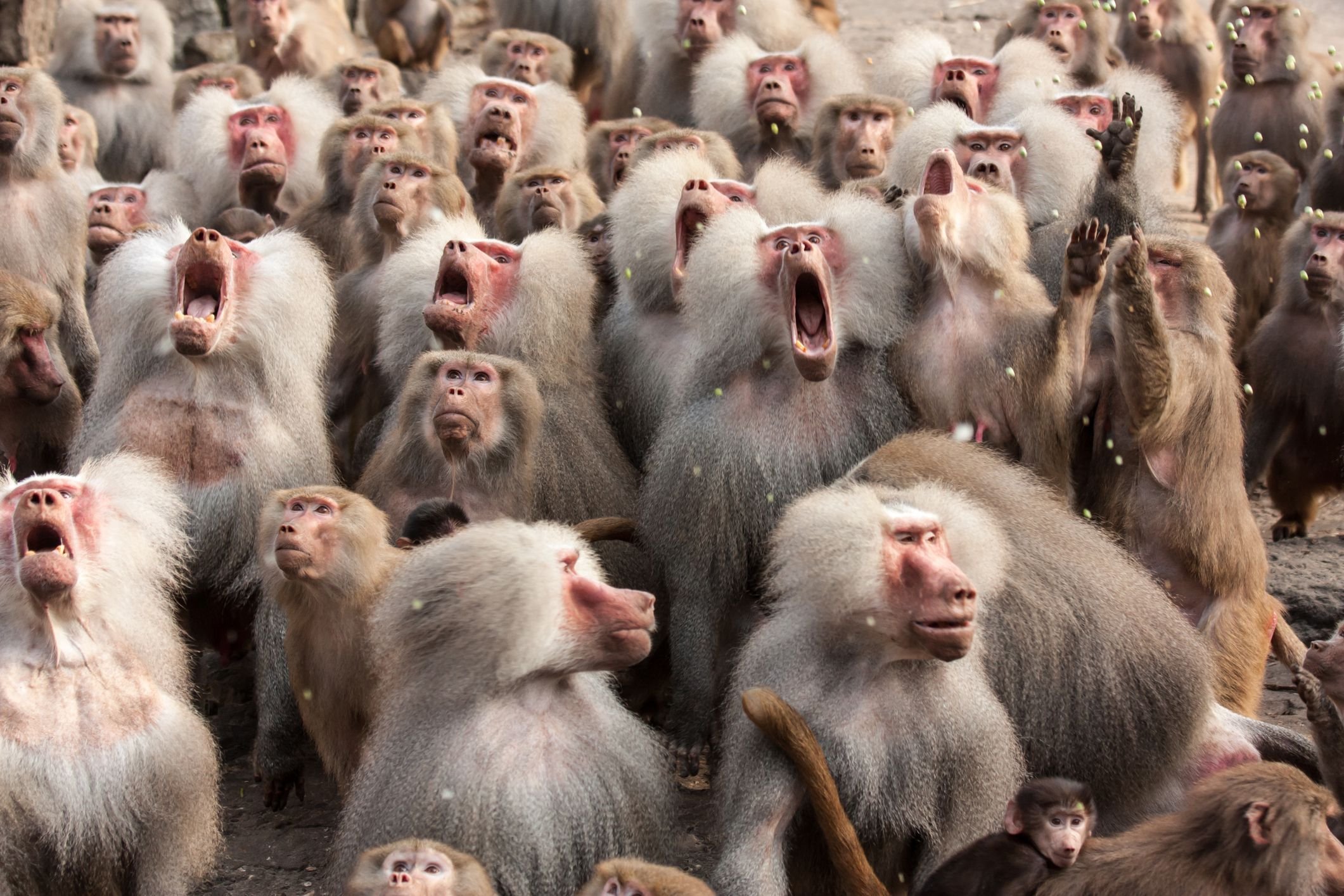Толпа зевак 7. Стадо обезьян. Стая обезьян. Много обезьян. Толпа обезьян.