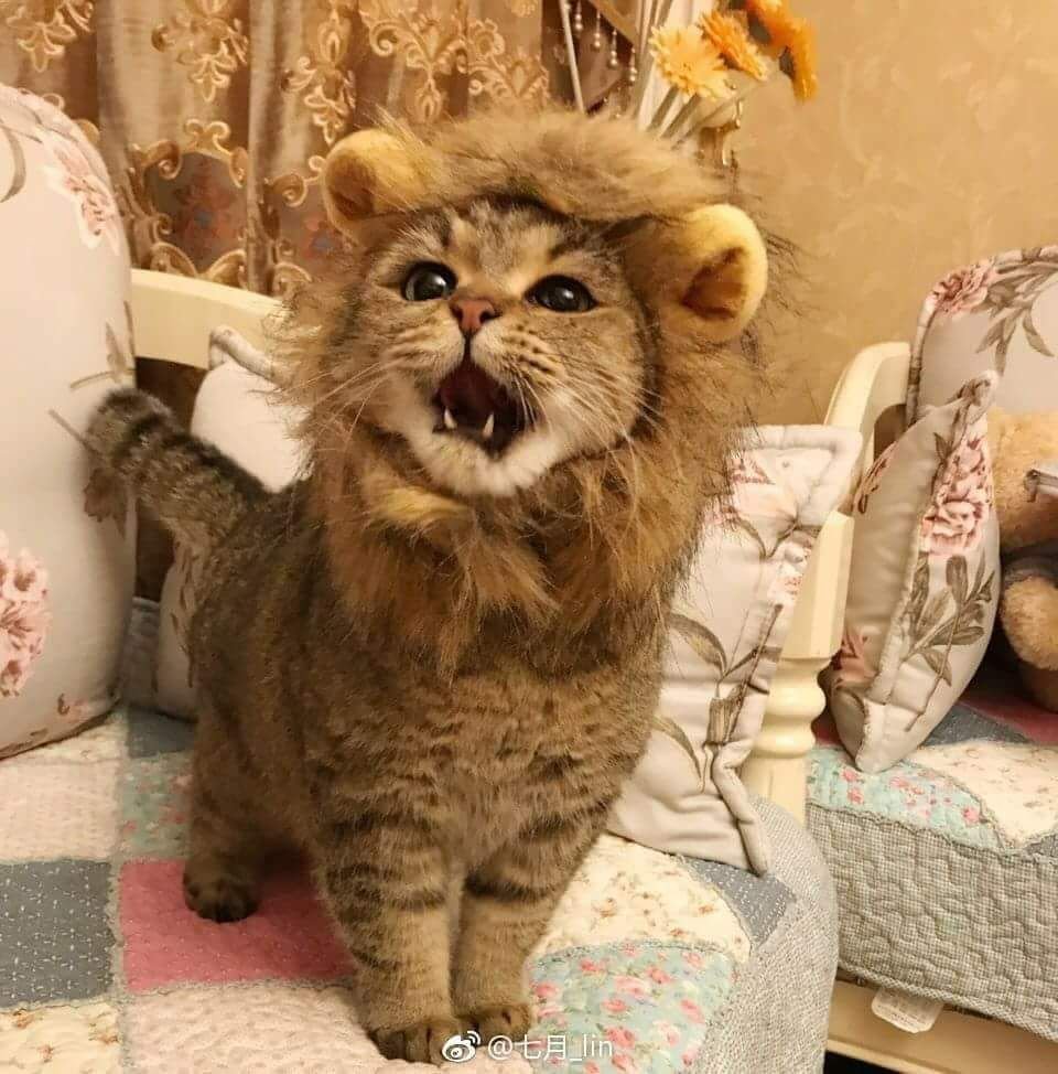 Кот в костюме Льва