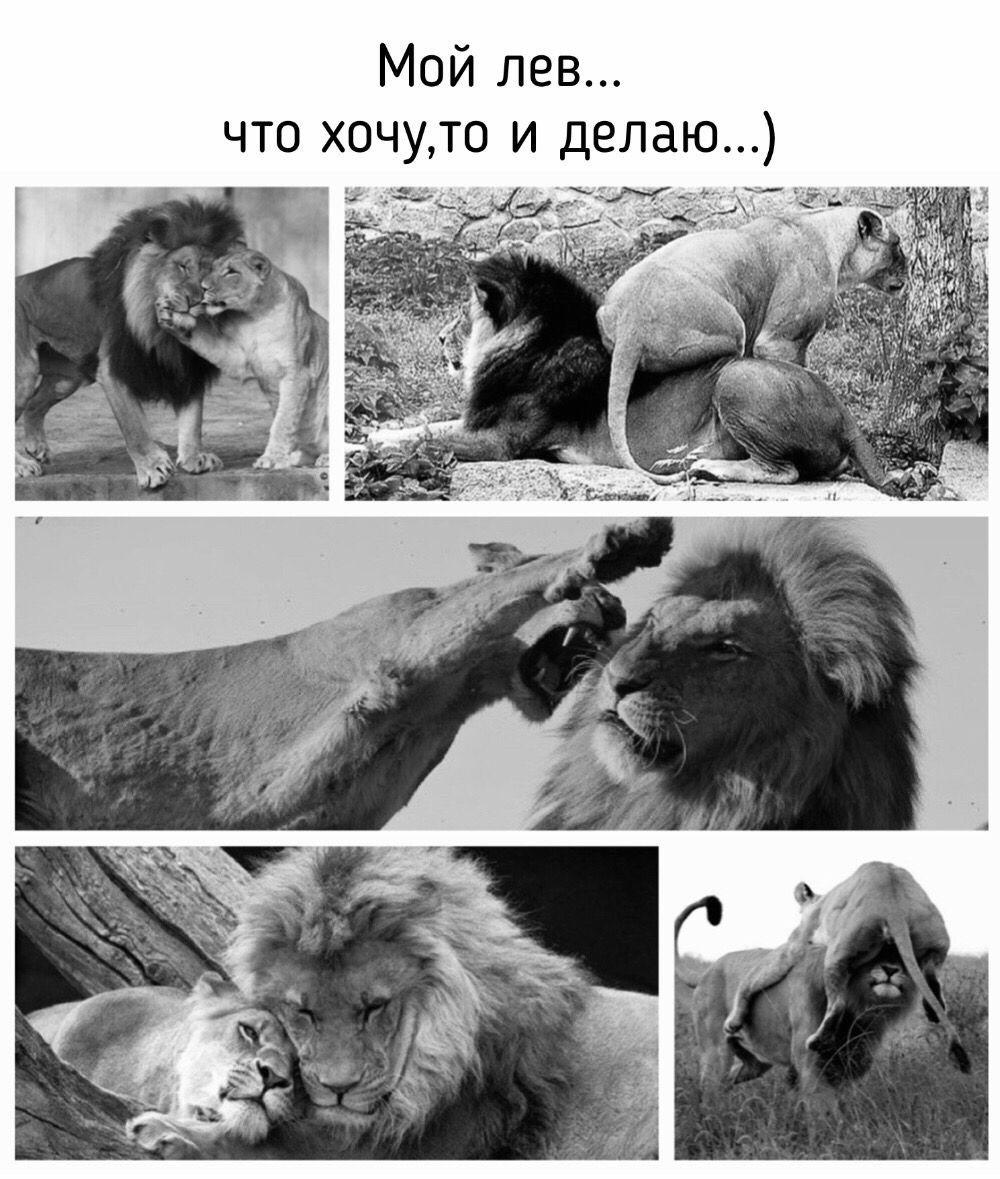 Люблю тебя мой Лев
