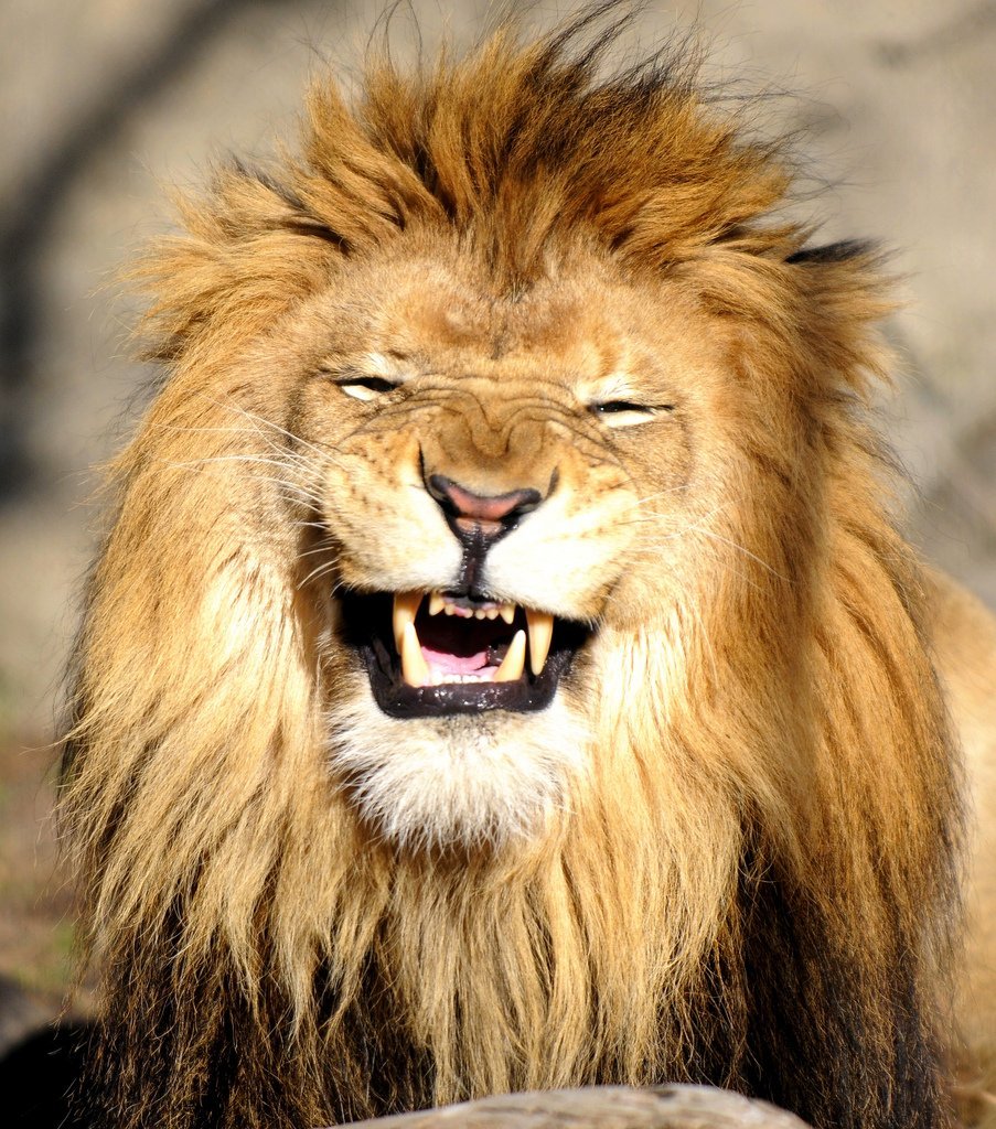 Лев смеется