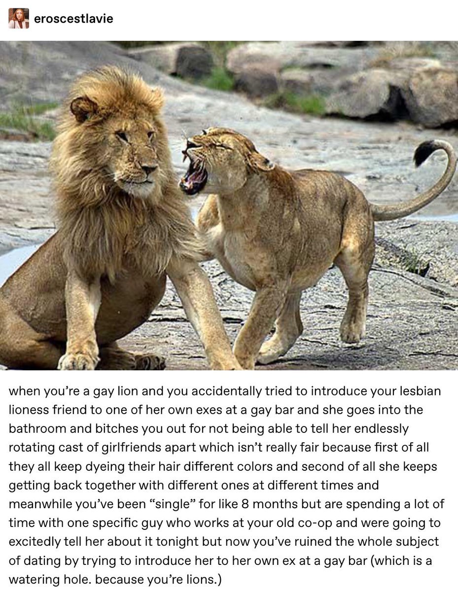 Смешные цитаты про Льва