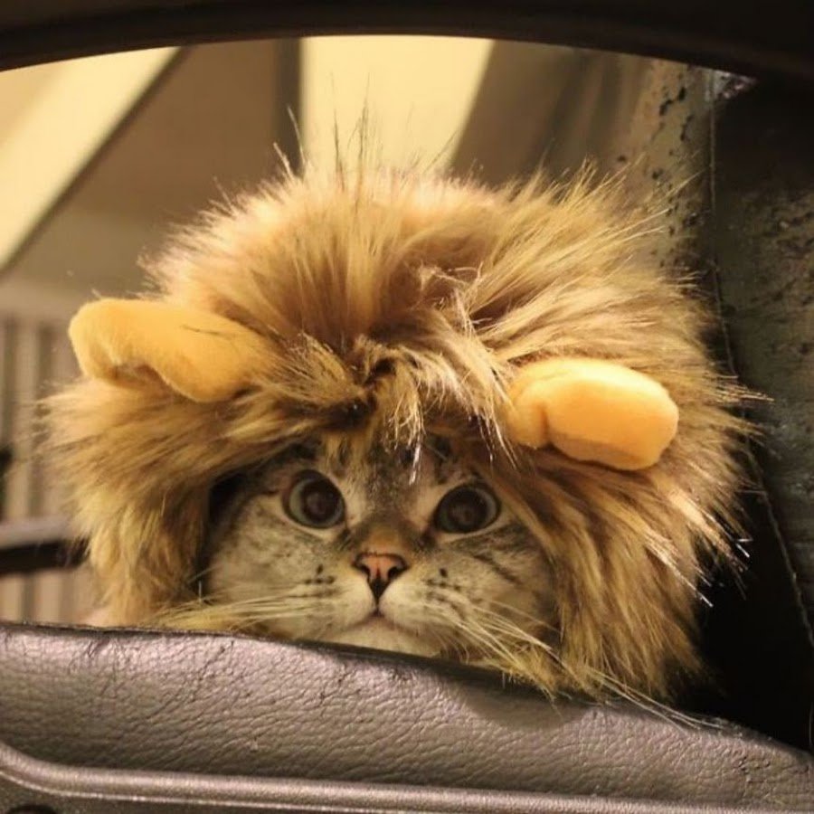 Котенок в костюме Льва