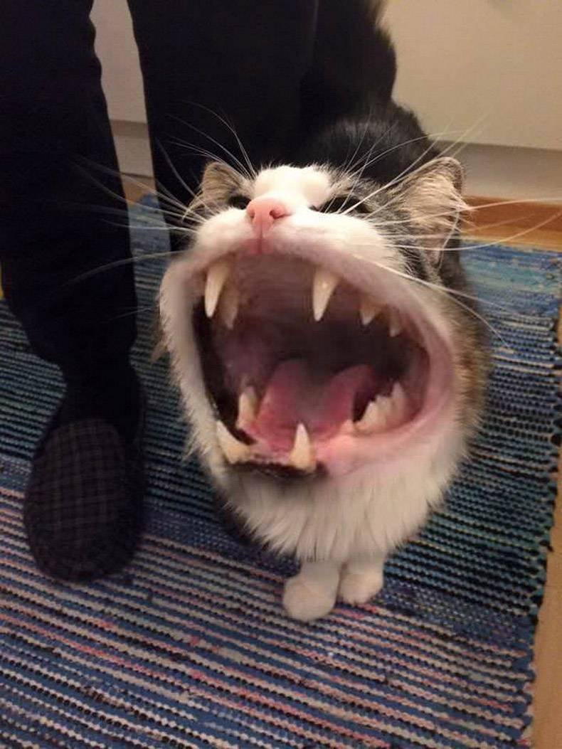 Кричащий кот