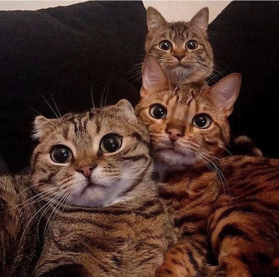 Семья котов