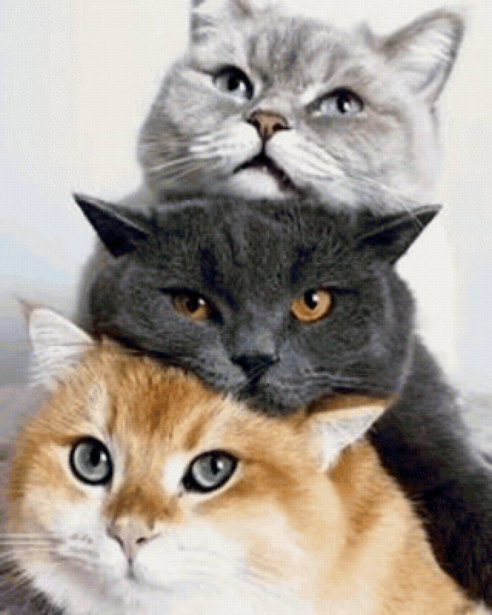 Трое котов
