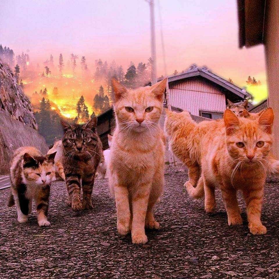 Коты банда