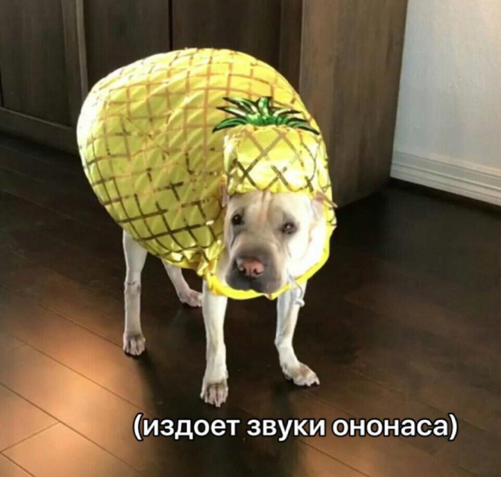 Собака с ананасом на голове