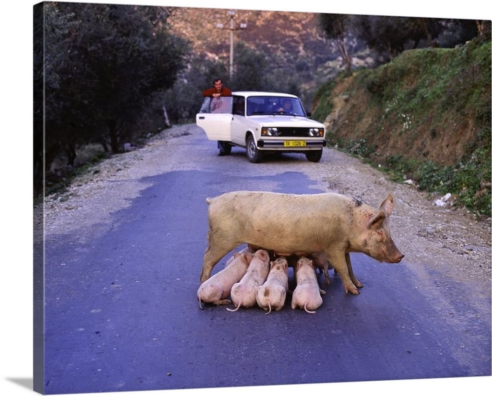 Свинья кормит поросят на дороге