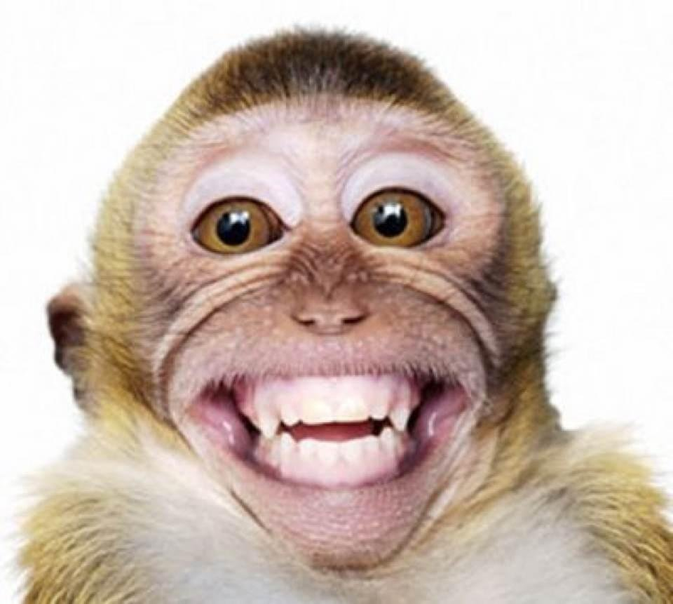 Зубы обезьяны