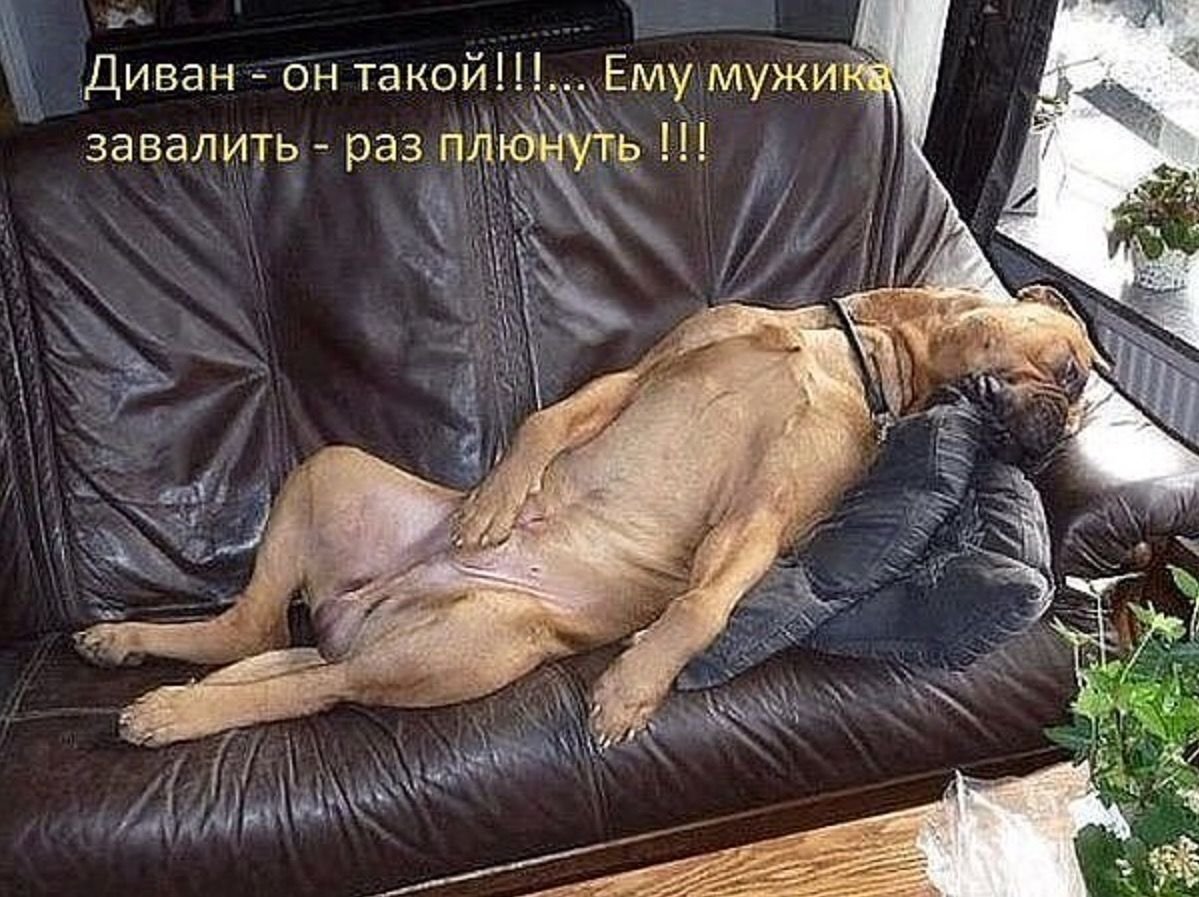 Почему собаки спят в ногах. Спящие собаки. Диван для собаки. Собака лежит.