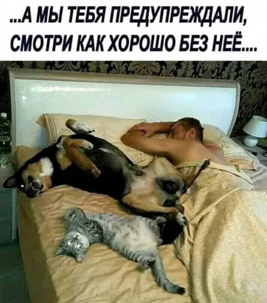 Собака спит в кровати с хозяином