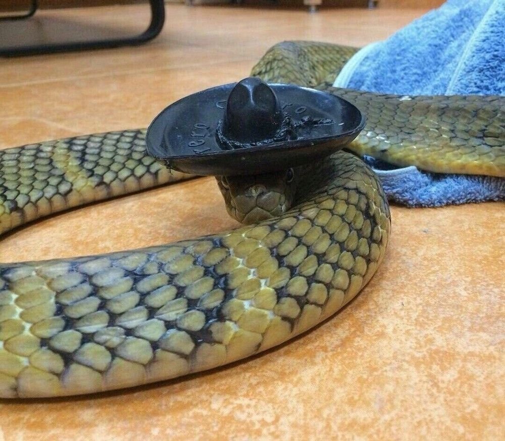 Змея в шляпе