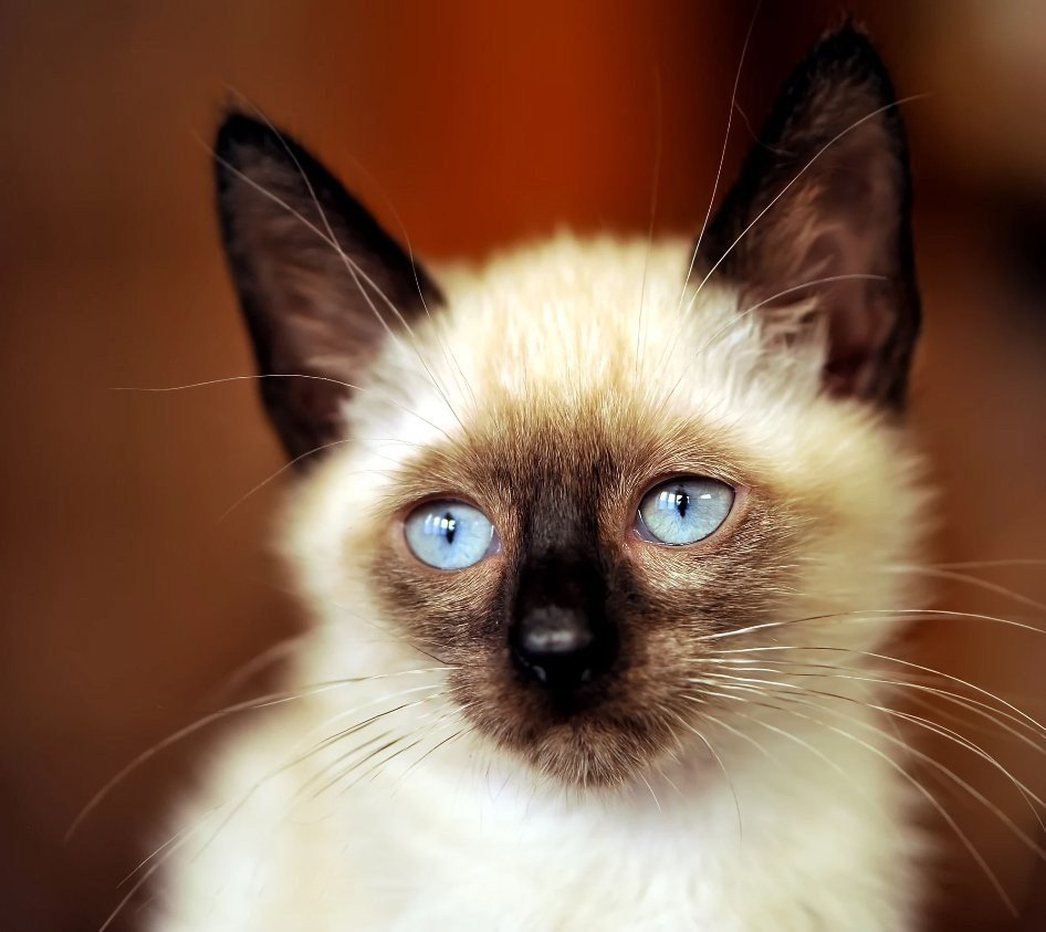 Сиамская кошка с карими глазами