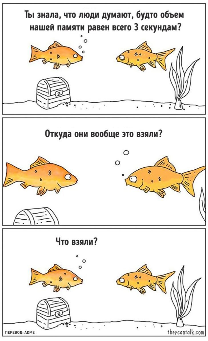 Память рыбки прикол