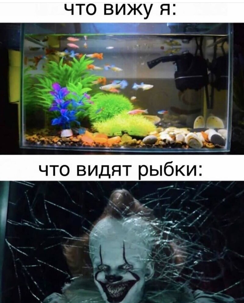 Мемы про аквариумных рыбок