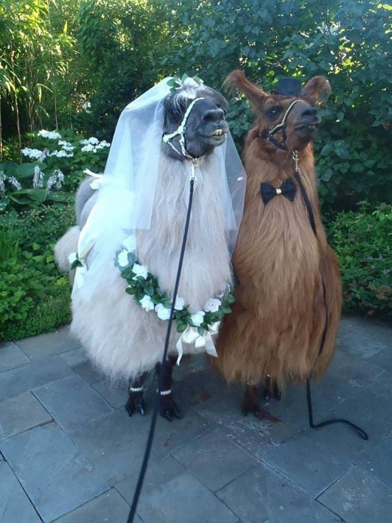 Животные на свадьбе