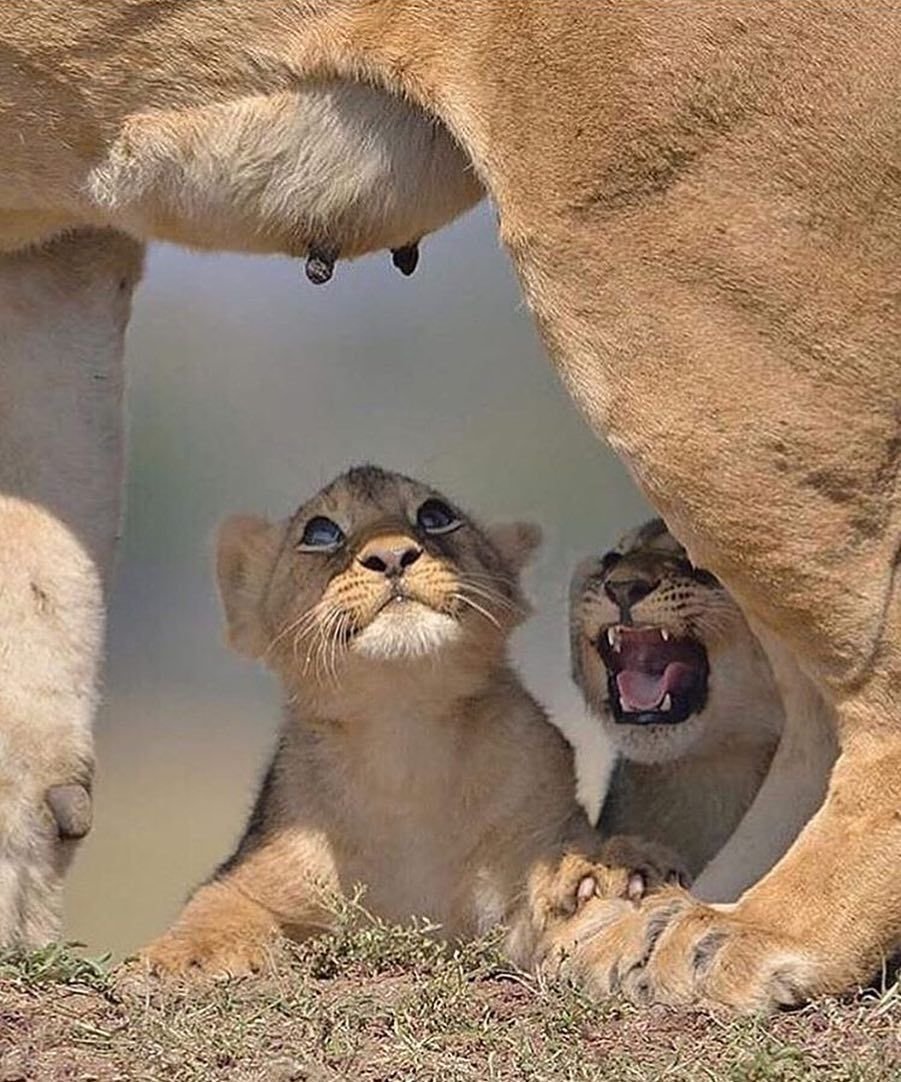 Львица со львенком смешные