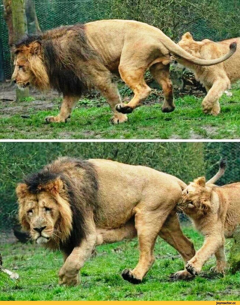 Львица кусает Льва за яйца