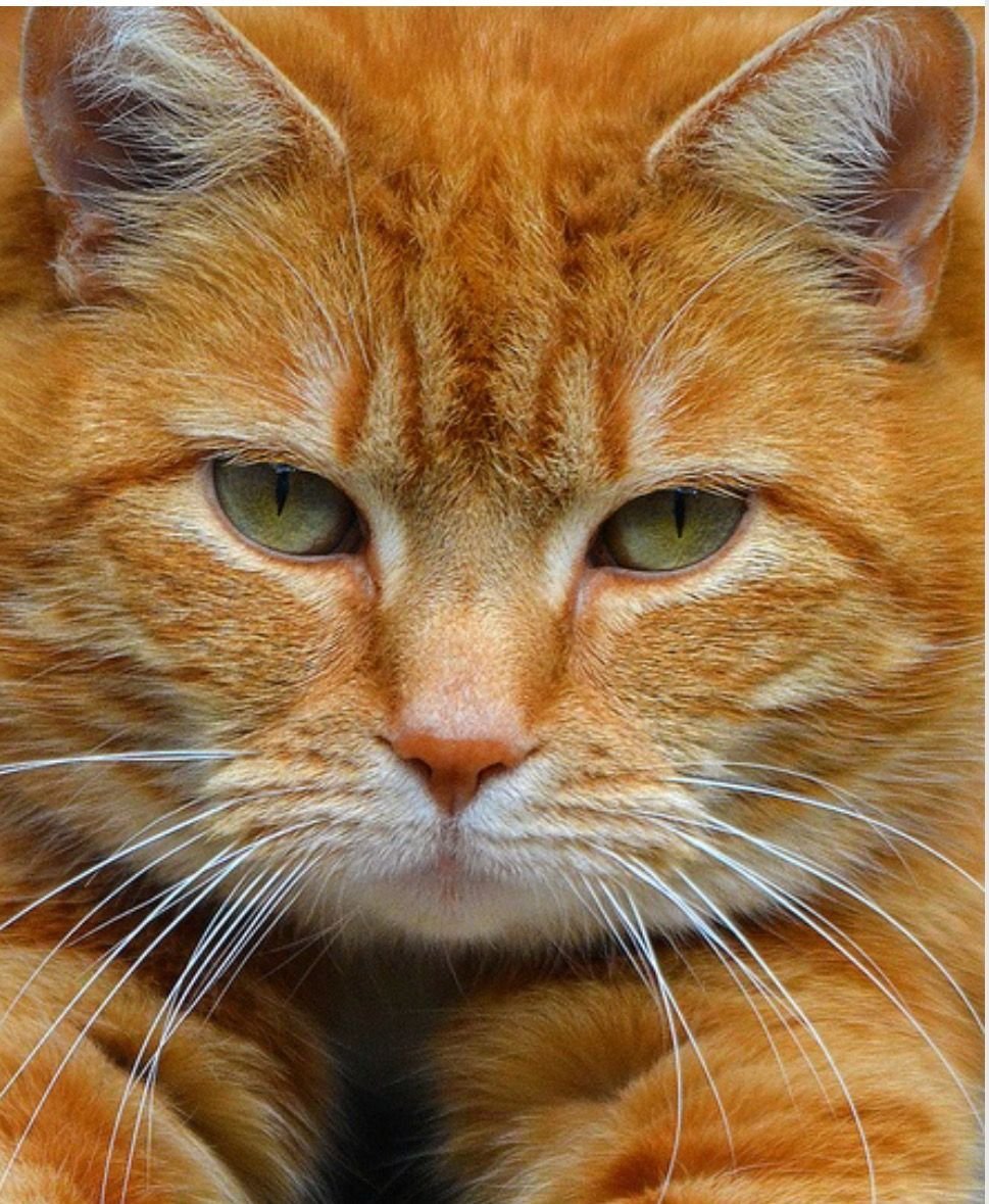 Оранжевый кот