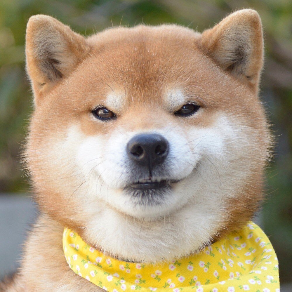 Японская порода собак сиба-ину
