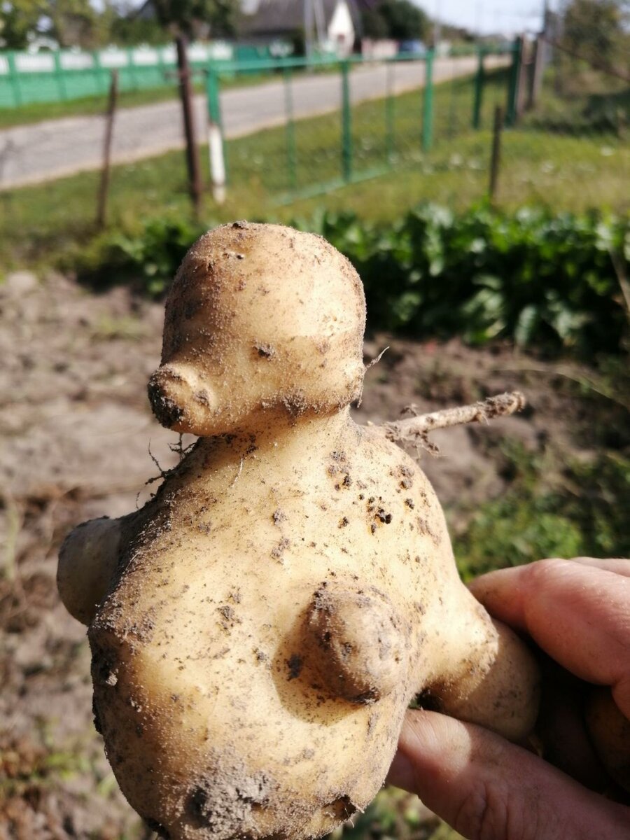 Картофель необычной формы