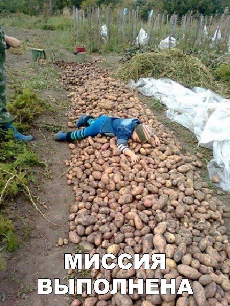 Копать картошку