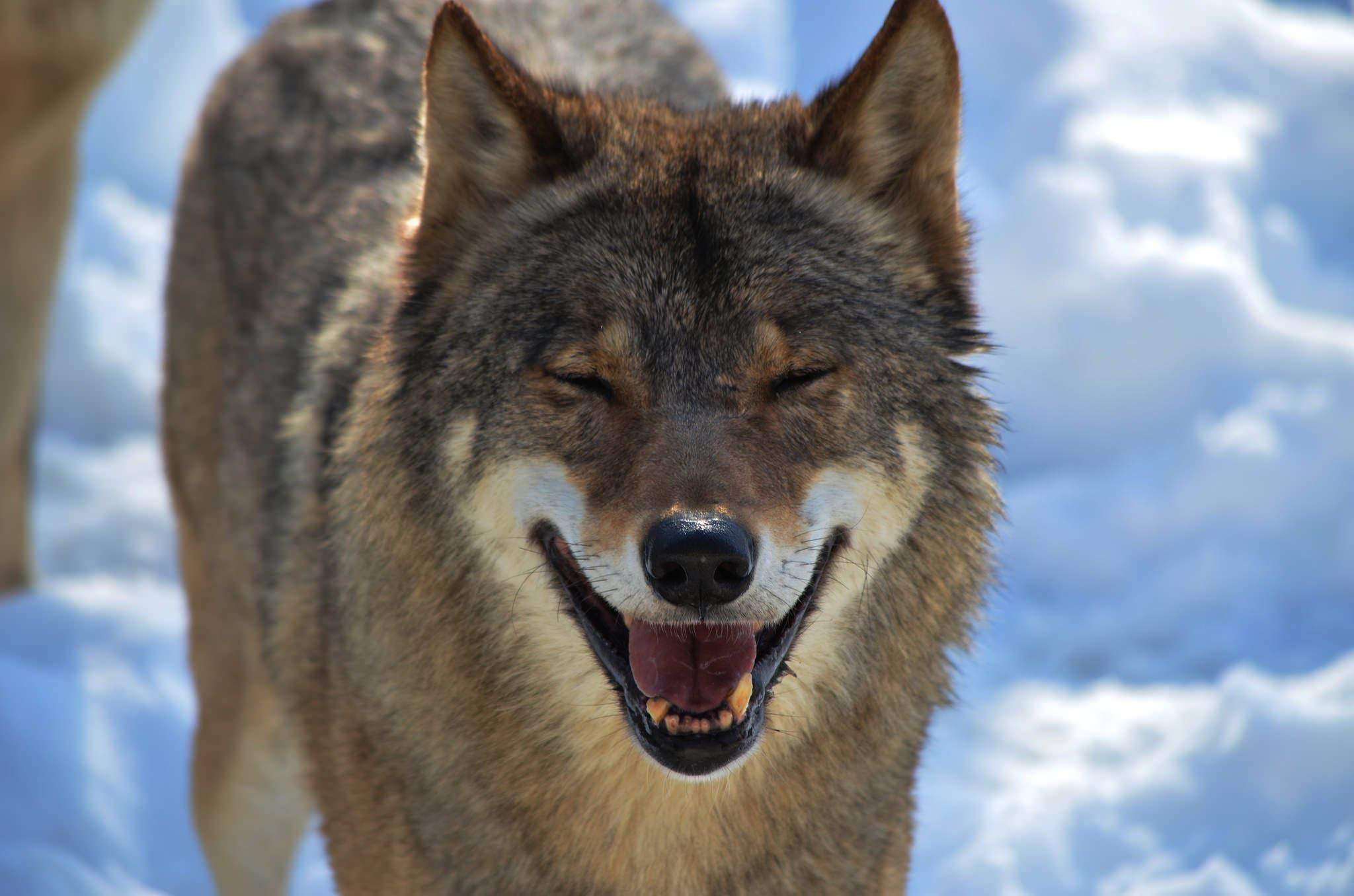 Пасть серого волка. Чешский Волчак оскал. Счастливый волк. Улыбка волка. Волчья ухмылка.