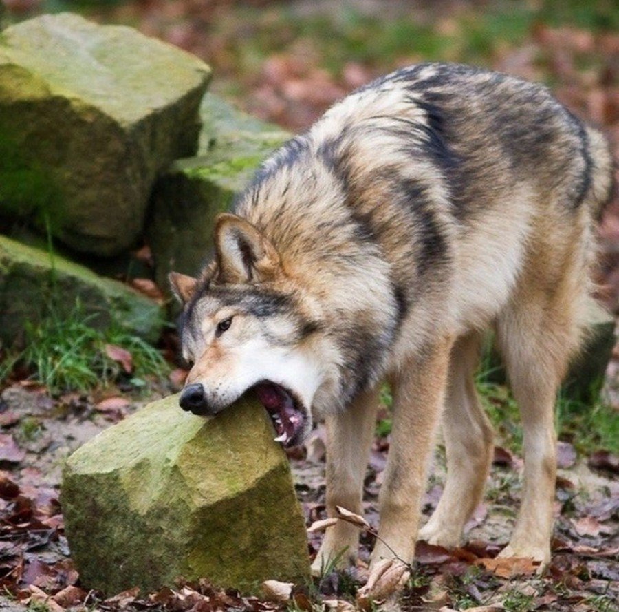 Забавные животные волк