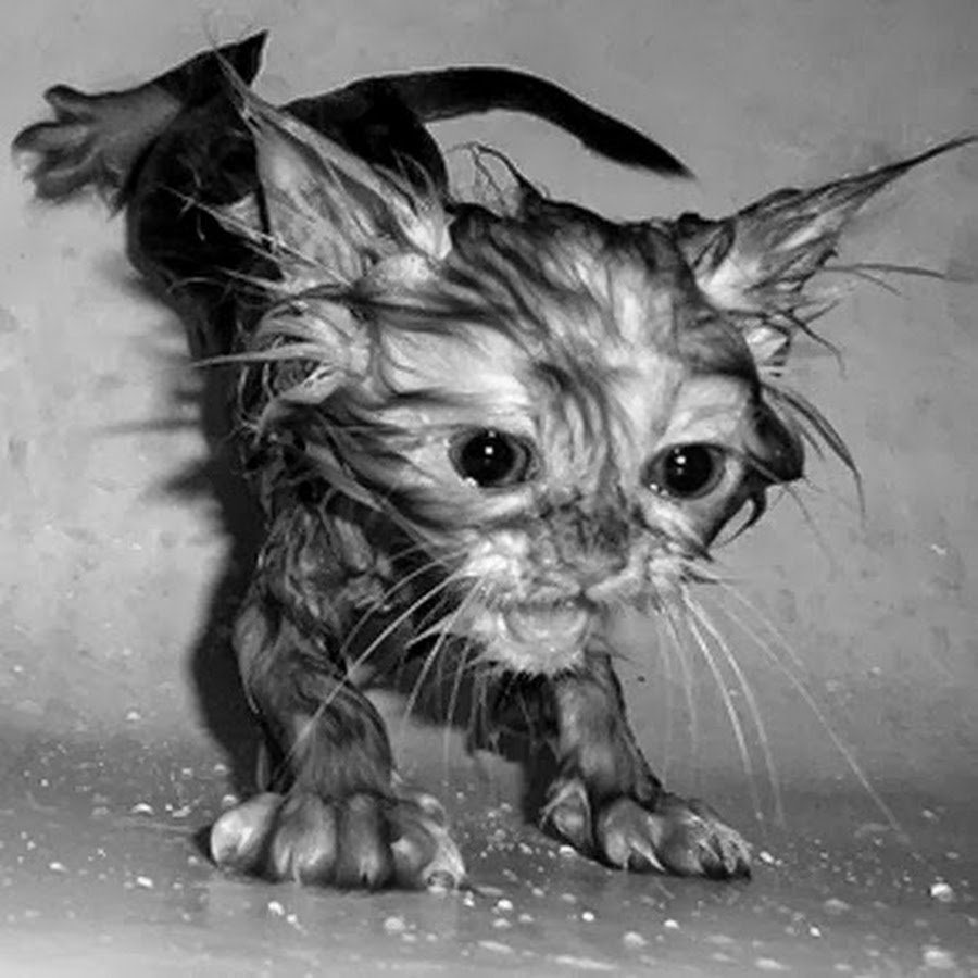 Смешной кот в ванне