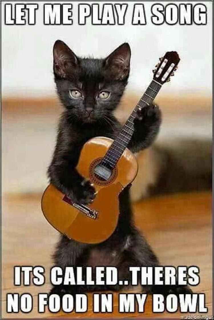 Коты с гитарой