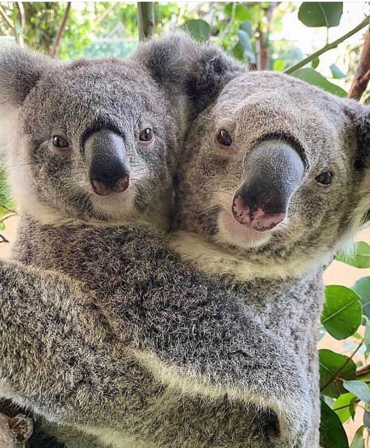 Коала рука. Самка коалы. Коала в Австралии. Мишка коала. Коалы обнимаются.