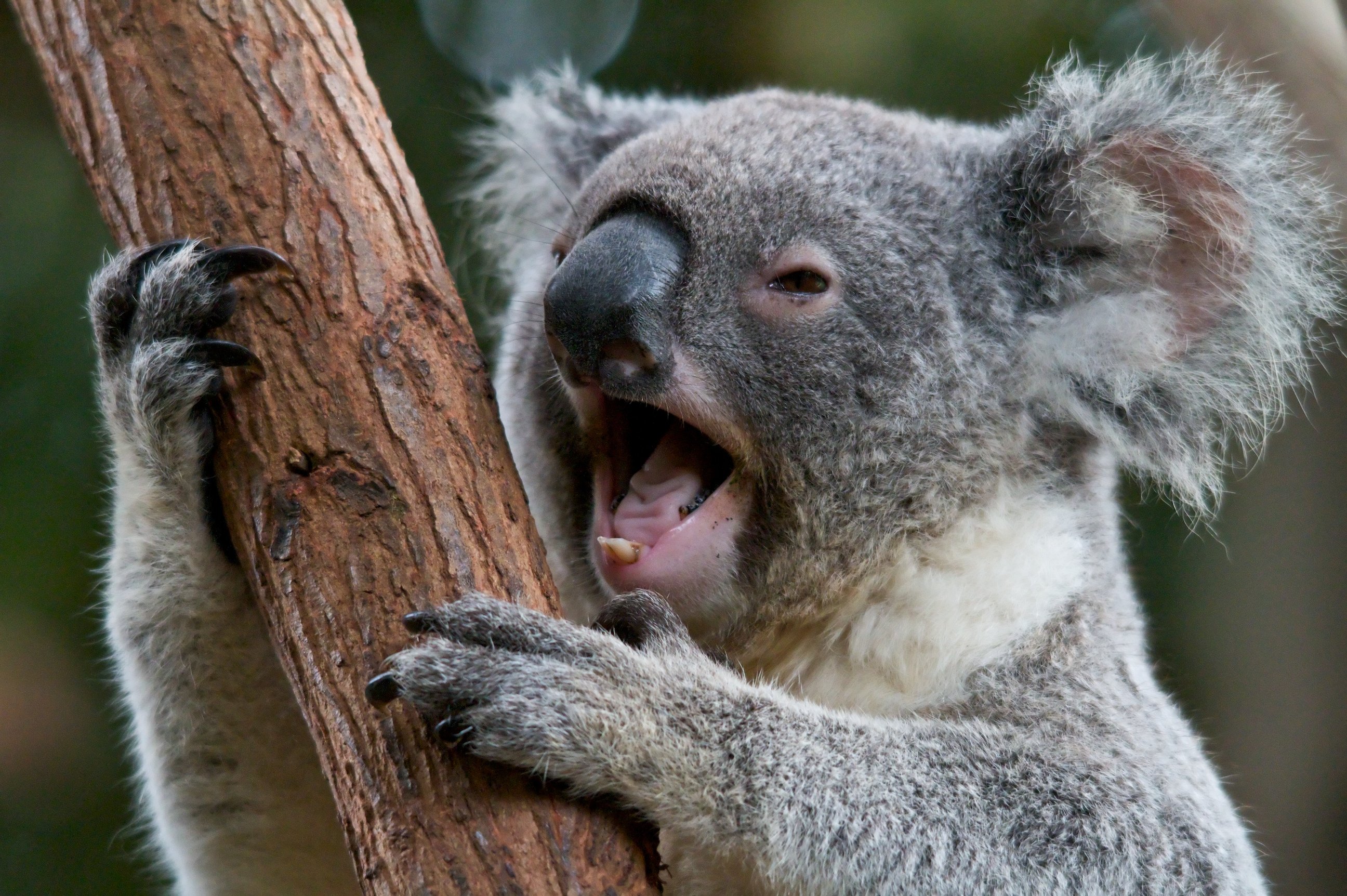 Коала стоя. Отряд сумчатые коала. Сумчатый мишка коала. Коала животное Австралии. Эндемики Австралии коала.