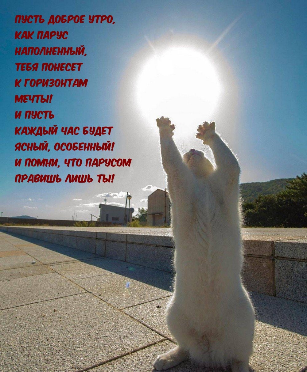 Солнечная кошка