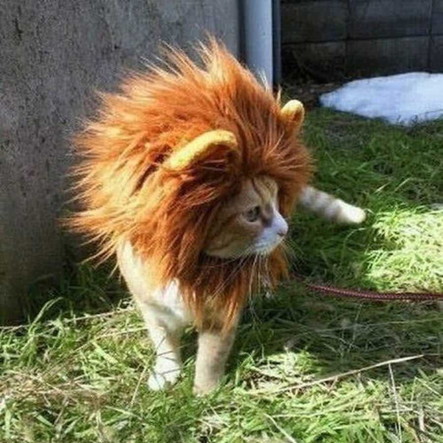 Кот в костюме Льва