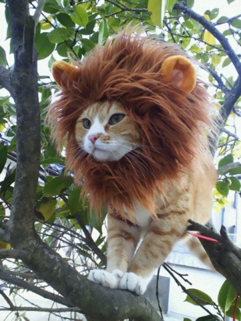 Кот с гривой Льва