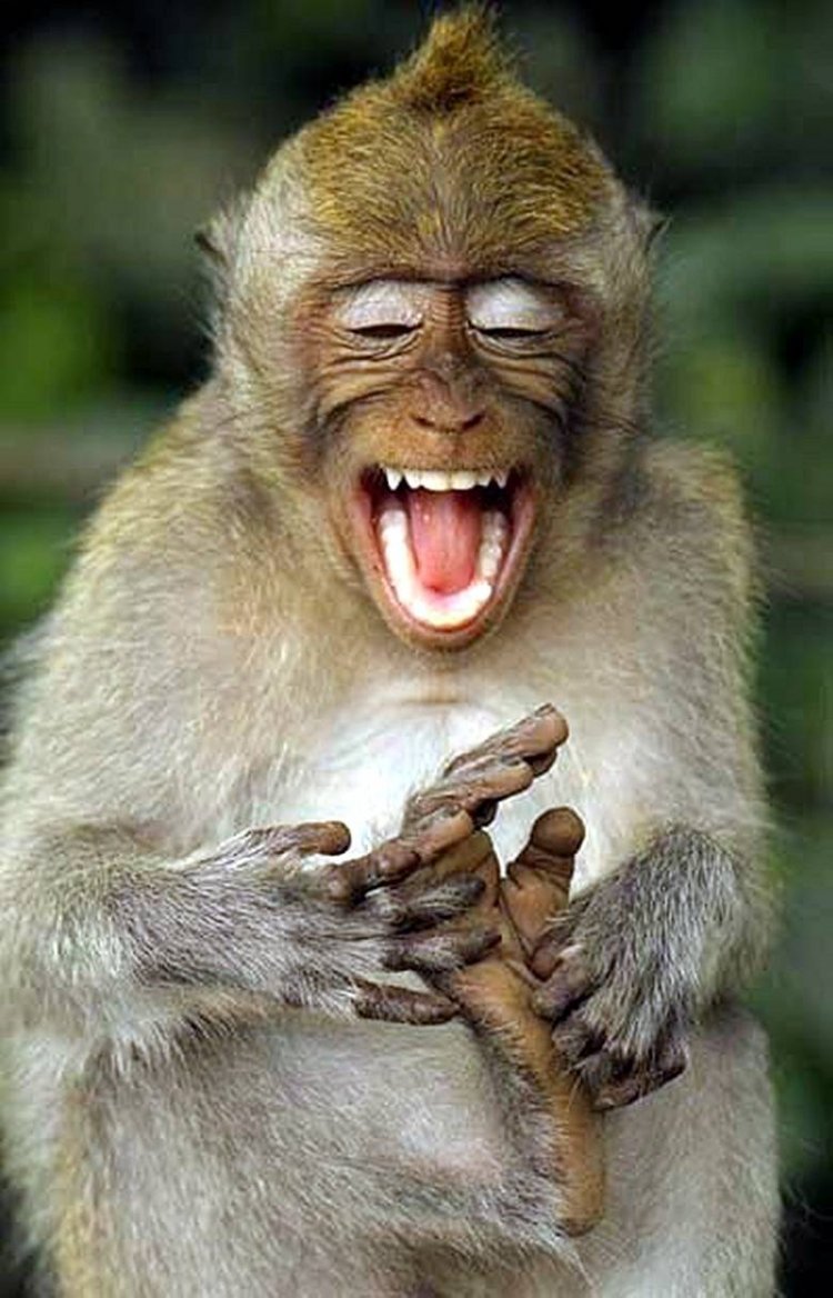 Смешные обезьяны