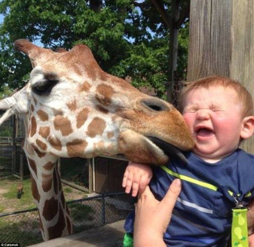 Про жирафа для детей