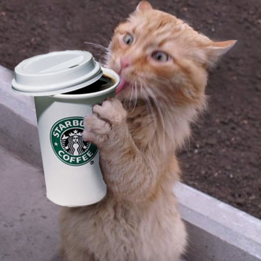 Котик пьет кофе