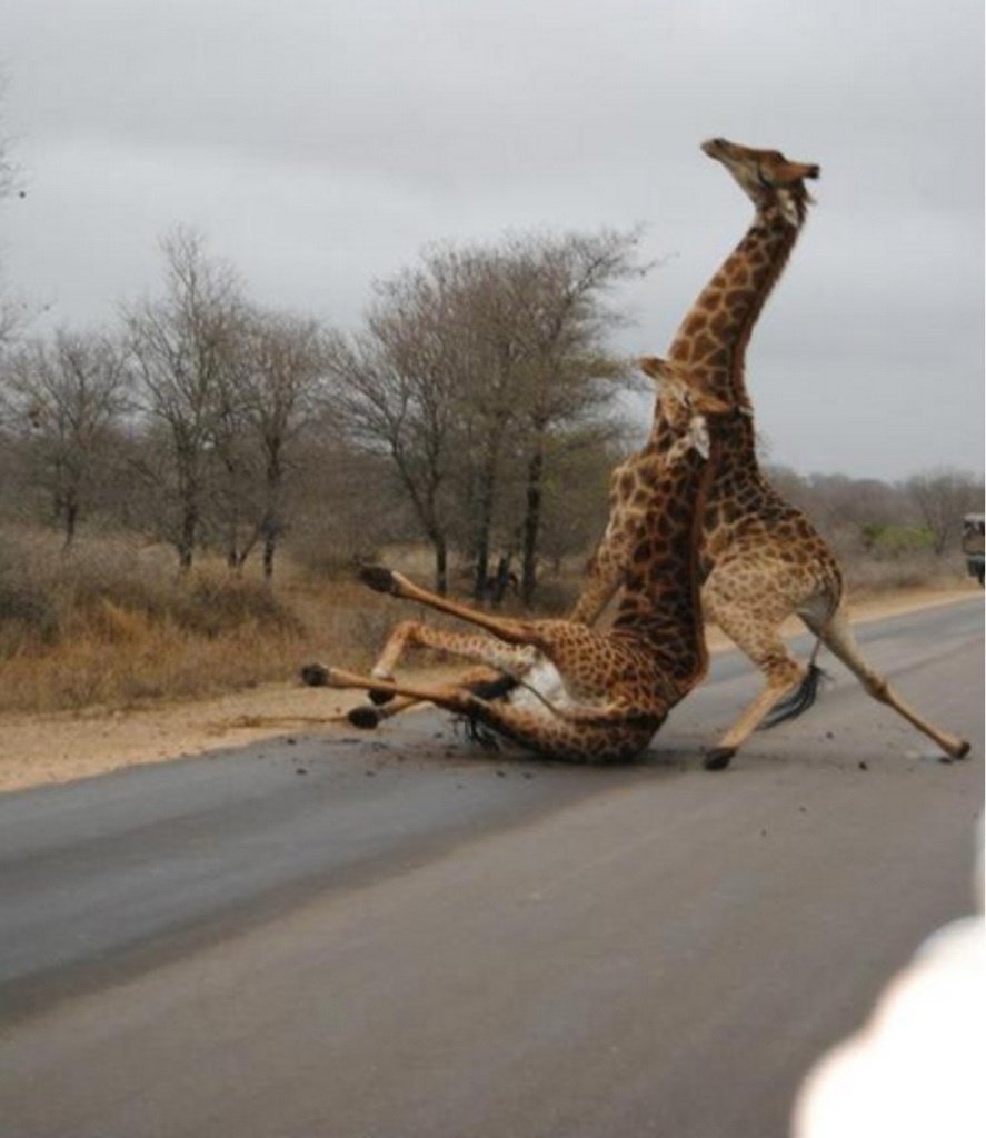 Пьяные Жирафы