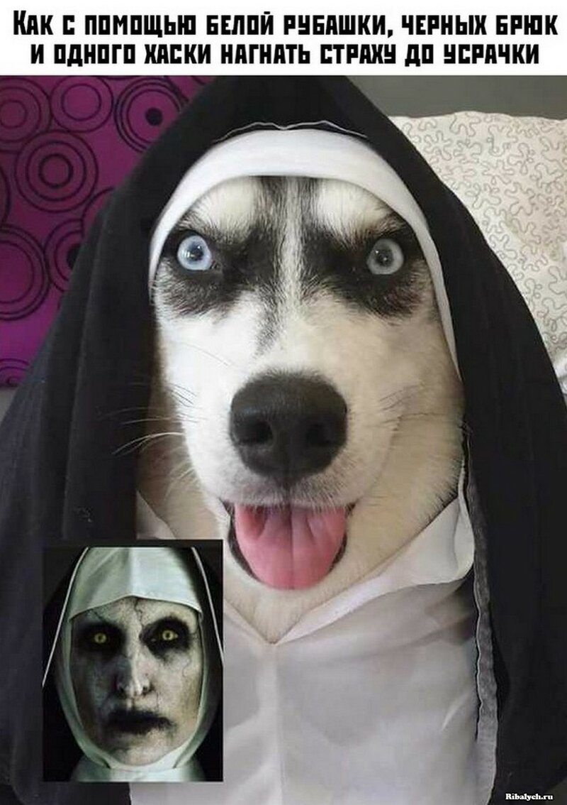 Собака монашка
