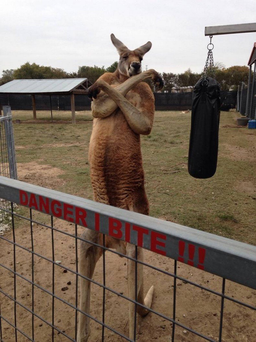 Прикольный кенгуру