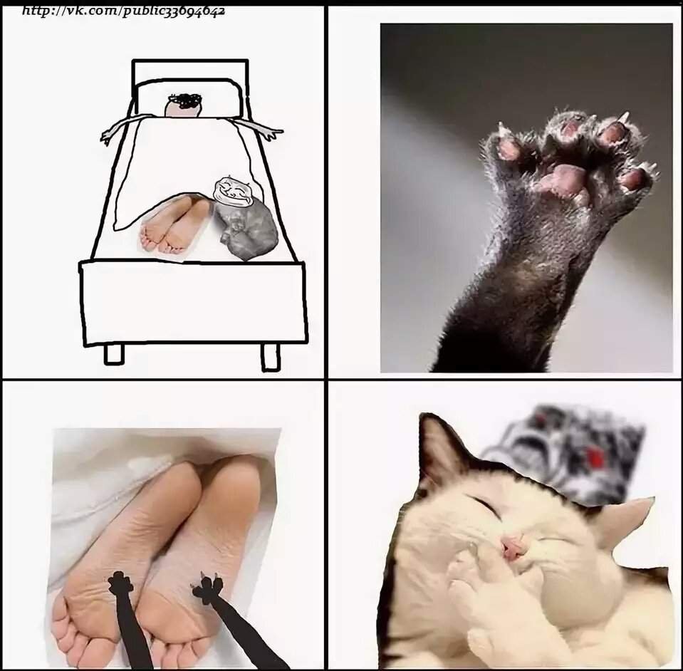 Смешные мемы с котом