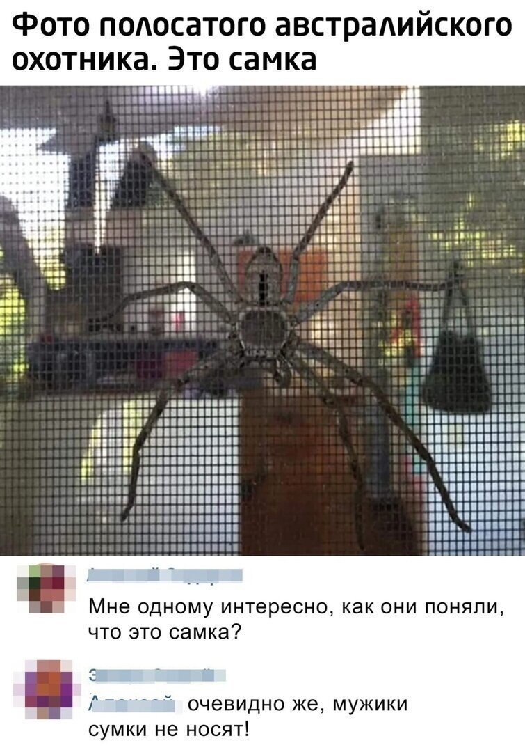 Самка паук приколы