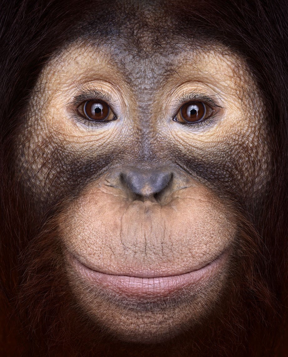 Лицо обезьяны