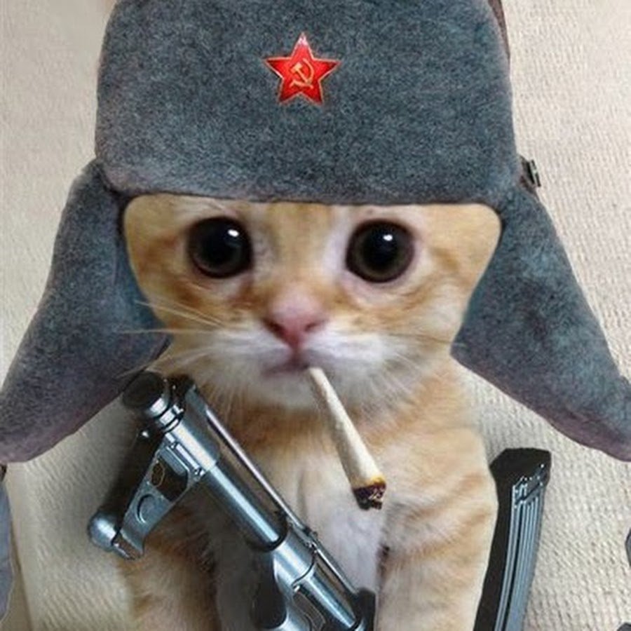 Кот в Российской шапке ушанке
