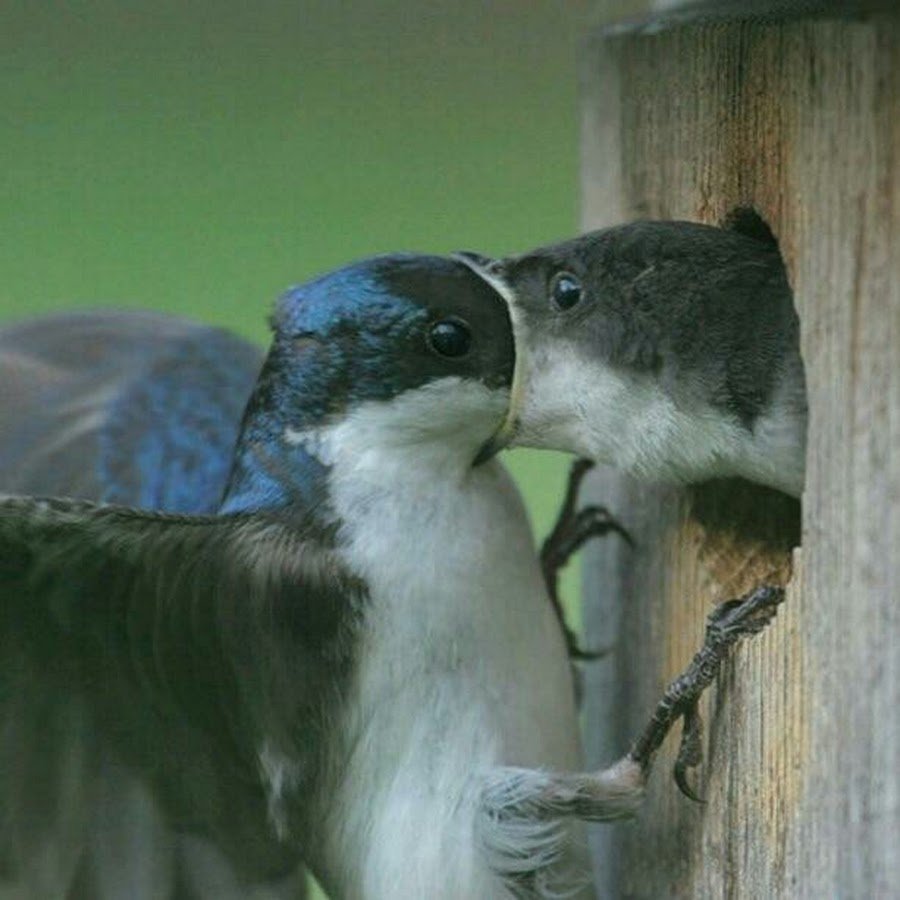Птицы целуются