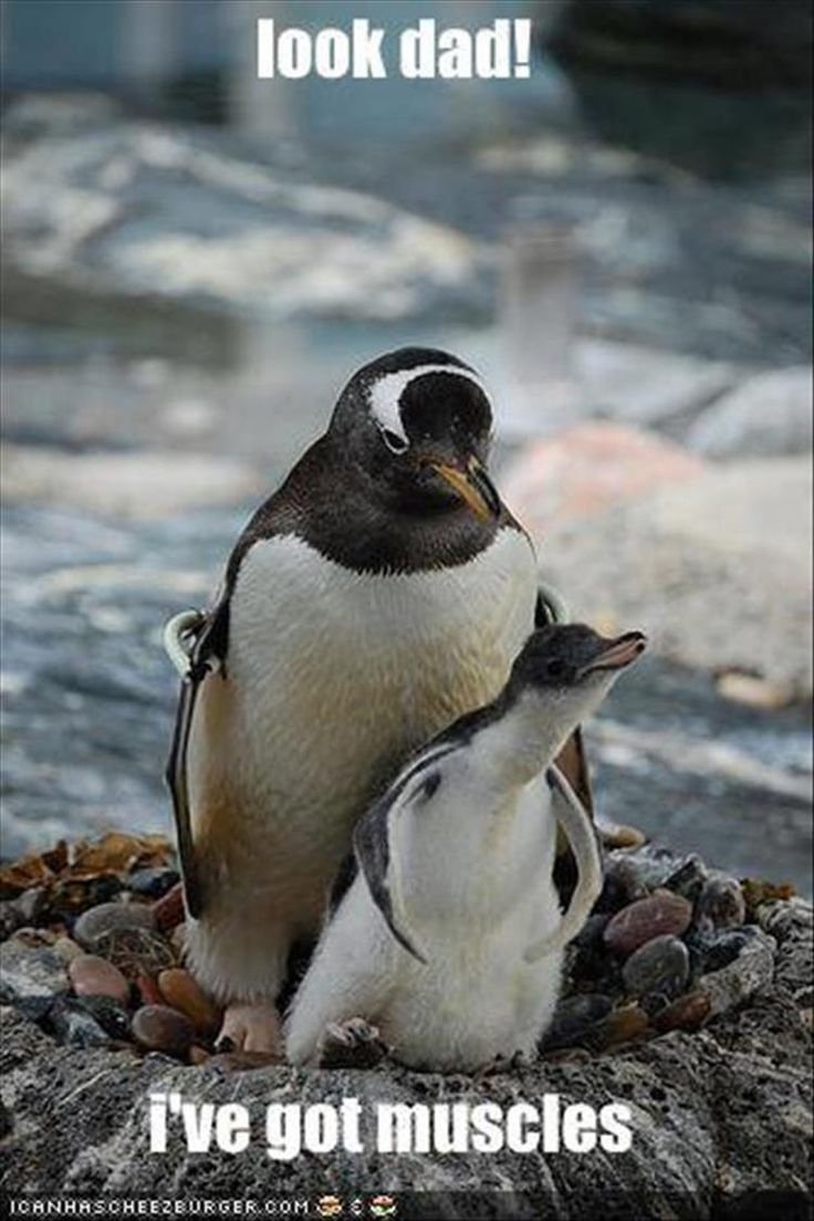 Фунни Пингвин