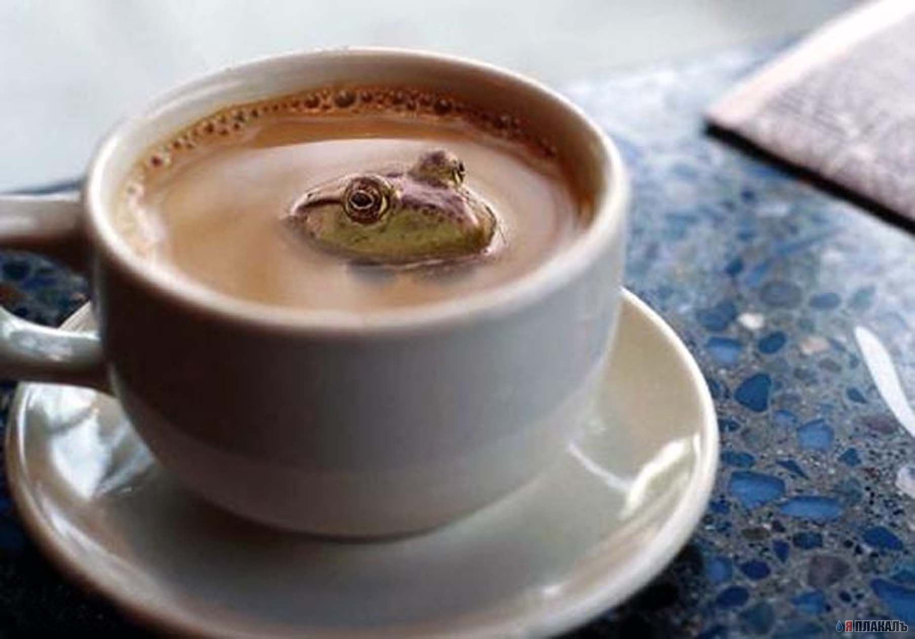 Давайте выпьем кофе. Лягушка в кофейной чашке. Жаба в чашке. Чашка кофе прикол. Выпить кофе.