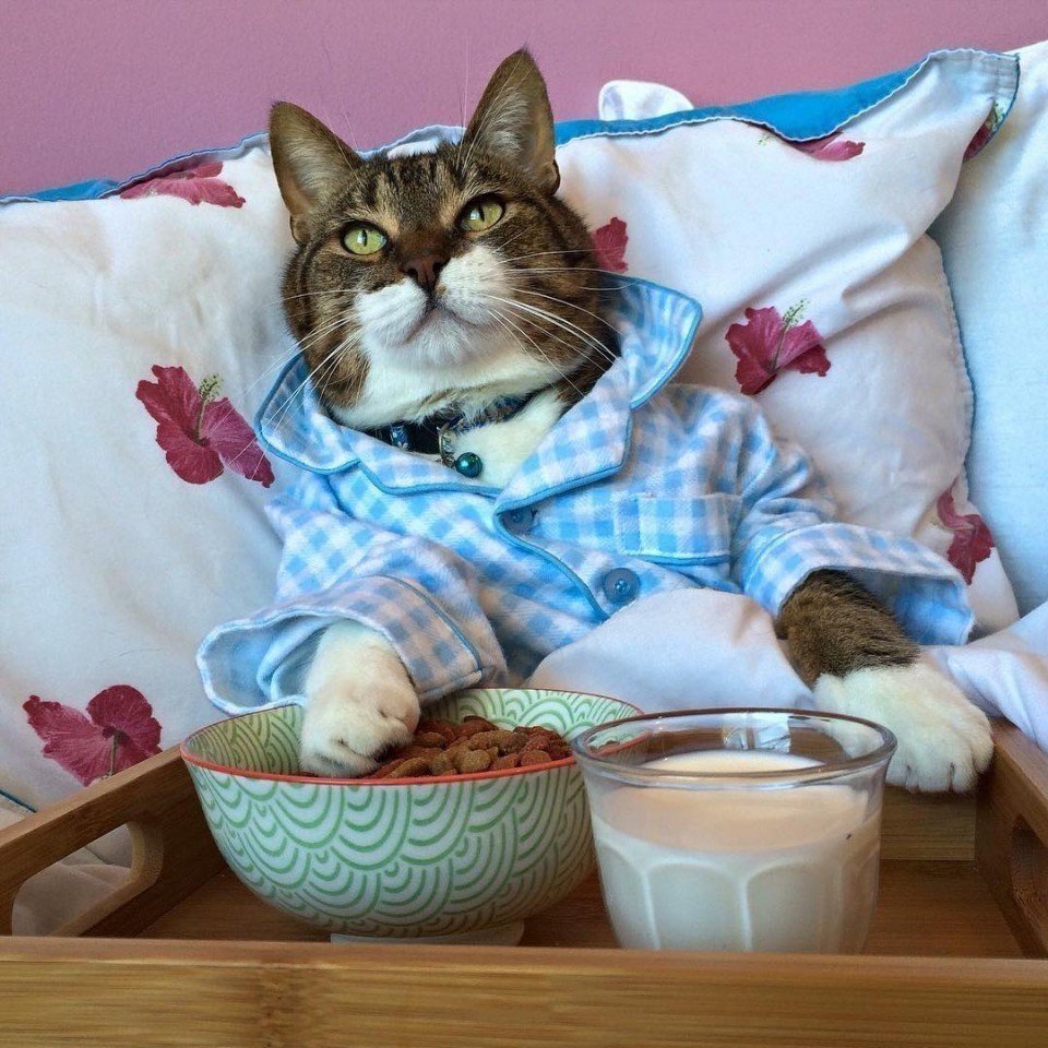 Кот завтрак в постель