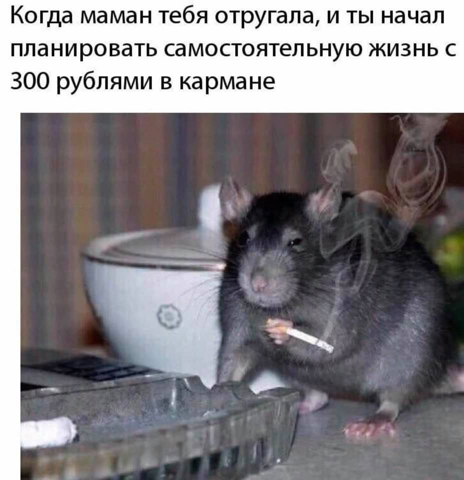 Крыса Мем
